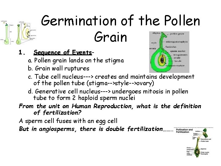 Germination of the Pollen Grain 1. Sequence of Eventsa. Pollen grain lands on the