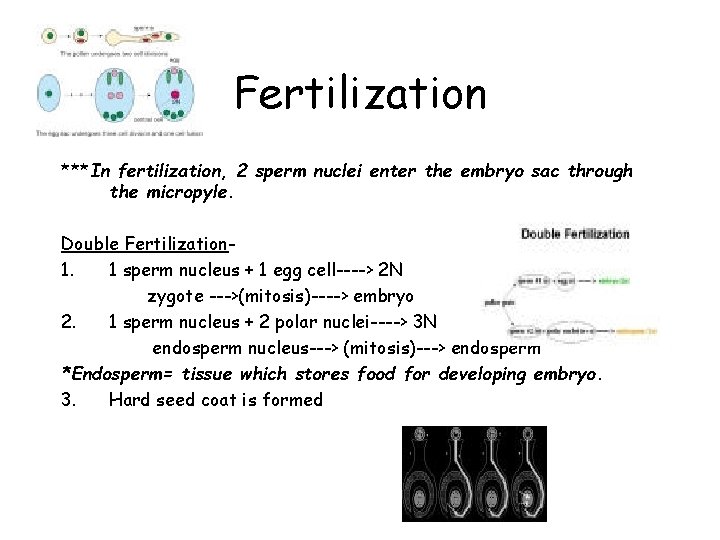 Fertilization ***In fertilization, 2 sperm nuclei enter the embryo sac through the micropyle. Double