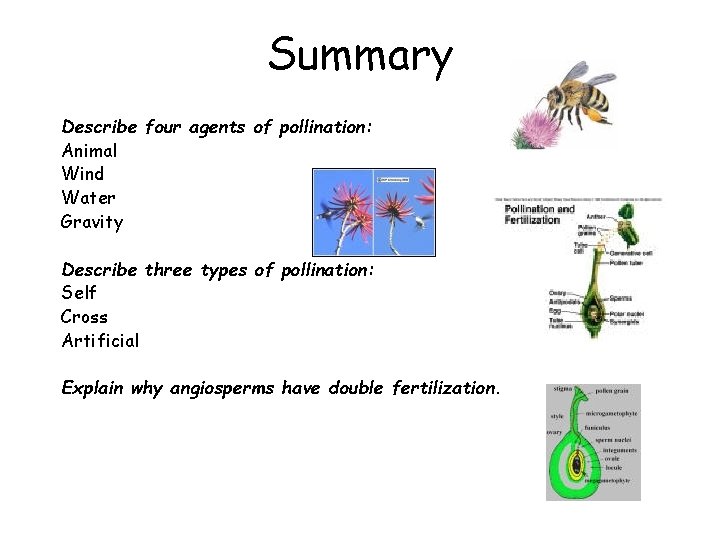 Summary Describe four agents of pollination: Animal Wind Water Gravity Describe three types of