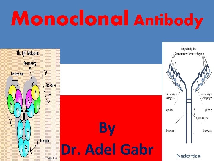 Monoclonal Antibody By Dr. Adel Gabr 
