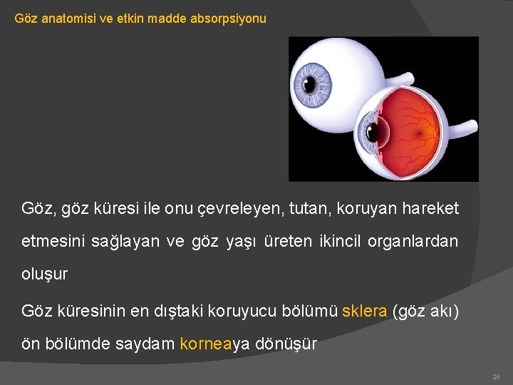 Göz anatomisi ve etkin madde absorpsiyonu Göz, göz küresi ile onu çevreleyen, tutan, koruyan