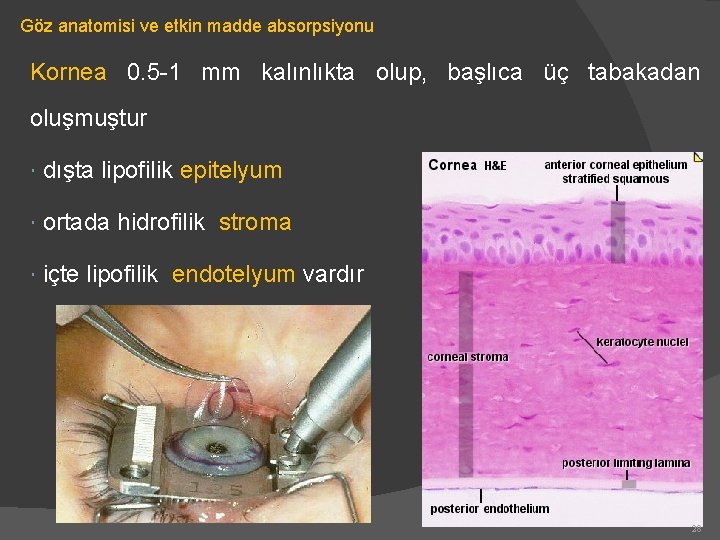 Göz anatomisi ve etkin madde absorpsiyonu Kornea 0. 5 -1 mm kalınlıkta olup, başlıca