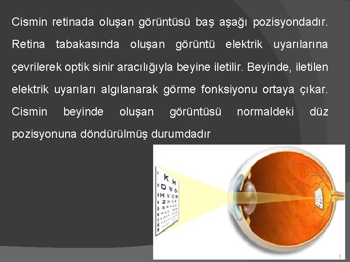 Cismin retinada oluşan görüntüsü baş aşağı pozisyondadır. Retina tabakasında oluşan görüntü elektrik uyarılarına çevrilerek