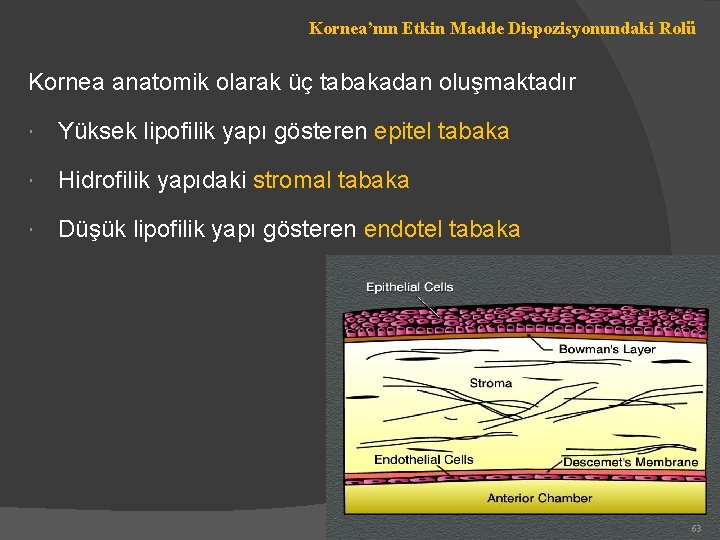 Kornea’nın Etkin Madde Dispozisyonundaki Rolü Kornea anatomik olarak üç tabakadan oluşmaktadır Yüksek lipofilik yapı