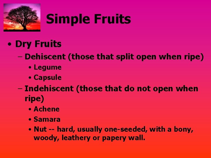 Simple Fruits • Dry Fruits – Dehiscent (those that split open when ripe) •