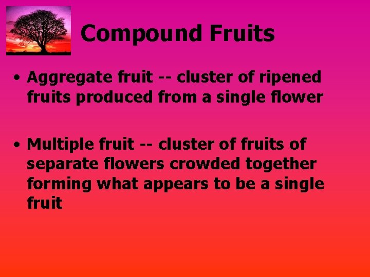 Compound Fruits • Aggregate fruit -- cluster of ripened fruits produced from a single