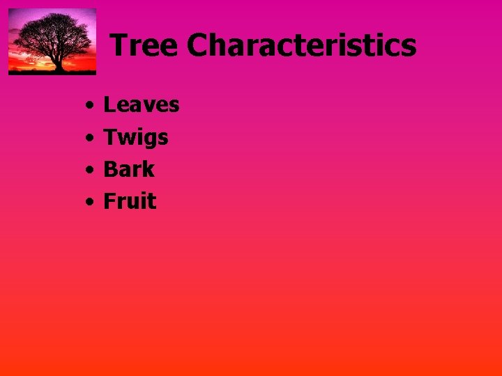 Tree Characteristics • • Leaves Twigs Bark Fruit 