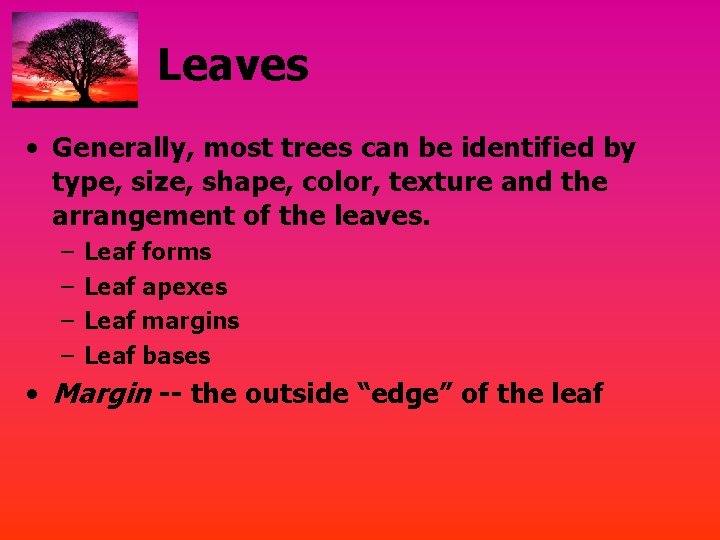 Leaves • Generally, most trees can be identified by type, size, shape, color, texture
