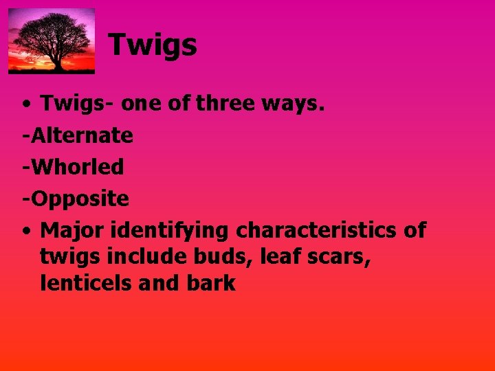 Twigs • Twigs- one of three ways. -Alternate -Whorled -Opposite • Major identifying characteristics