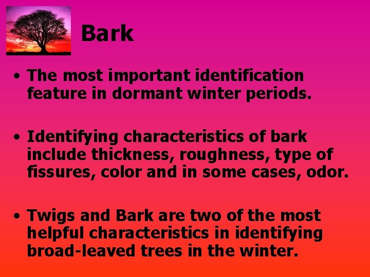 Bark • The most important identification feature in dormant winter periods. • Identifying characteristics