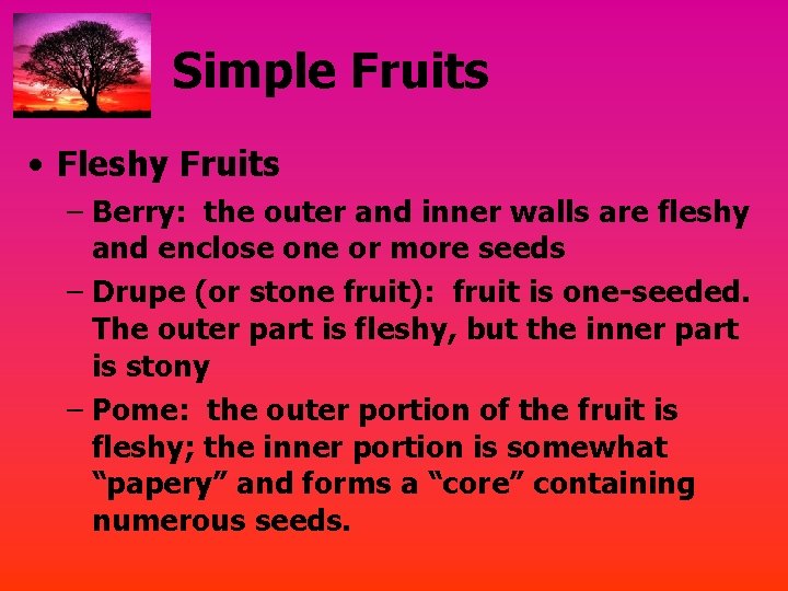 Simple Fruits • Fleshy Fruits – Berry: the outer and inner walls are fleshy