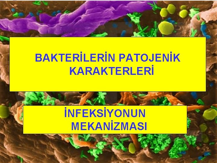 BAKTERİLERİN PATOJENİK KARAKTERLERİ İNFEKSİYONUN MEKANİZMASI 1 