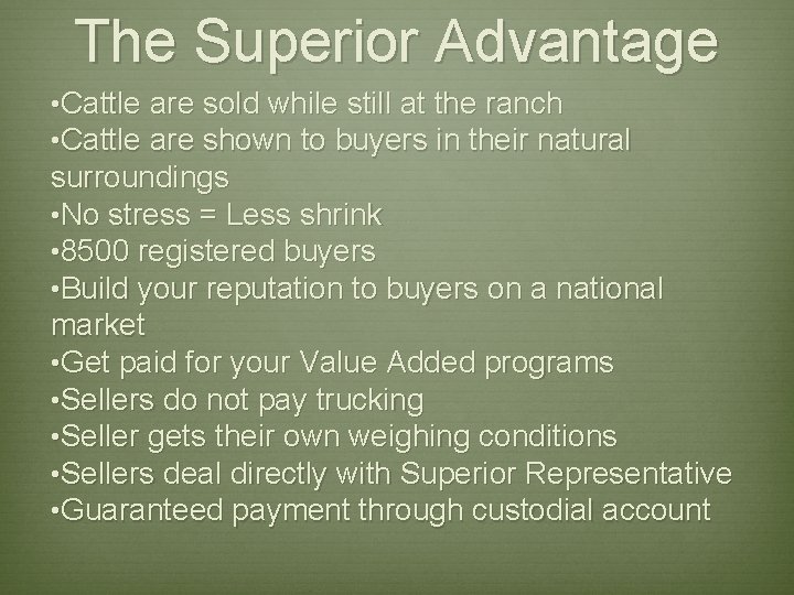 The Superior Advantage • Cattle are sold while still at the ranch • Cattle