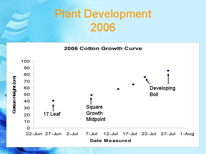 Plant Development 2006 Developing Boll 17 Leaf Square Growth Midpoint 