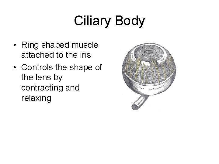 Ciliary Body • Ring shaped muscle attached to the iris • Controls the shape