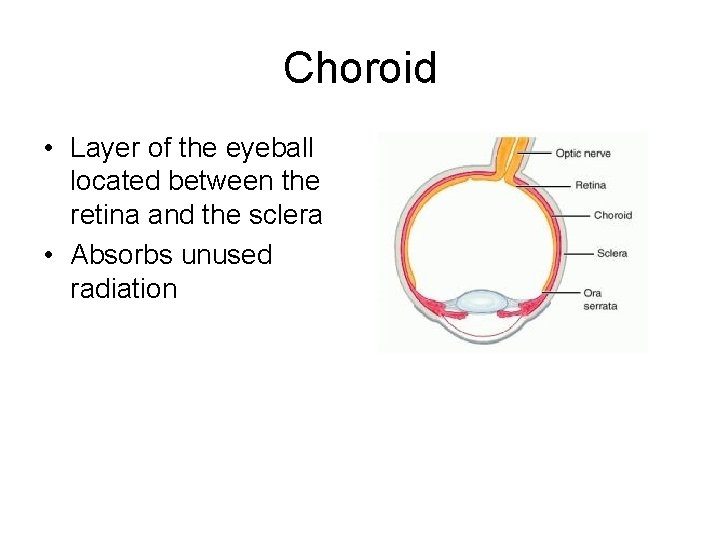 Choroid • Layer of the eyeball located between the retina and the sclera •