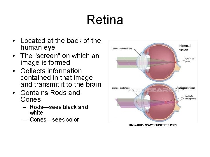 Retina • Located at the back of the human eye • The “screen” on