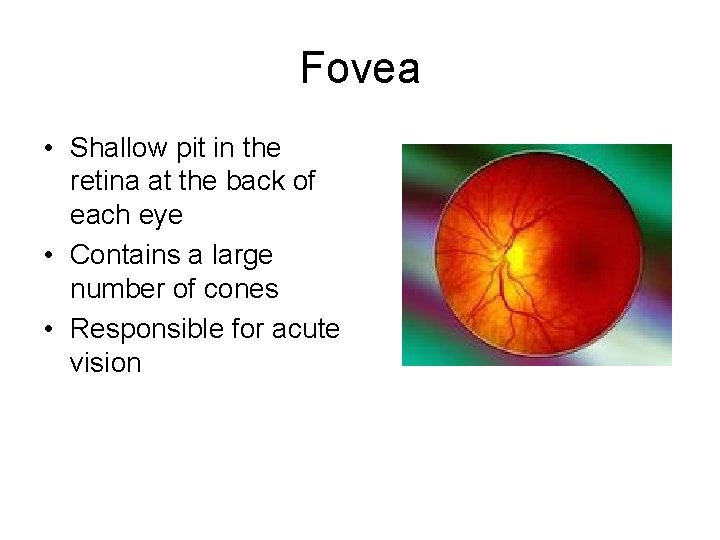 Fovea • Shallow pit in the retina at the back of each eye •