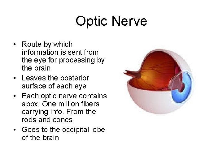 Optic Nerve • Route by which information is sent from the eye for processing