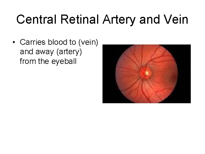 Central Retinal Artery and Vein • Carries blood to (vein) and away (artery) from