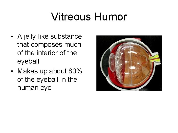 Vitreous Humor • A jelly-like substance that composes much of the interior of the