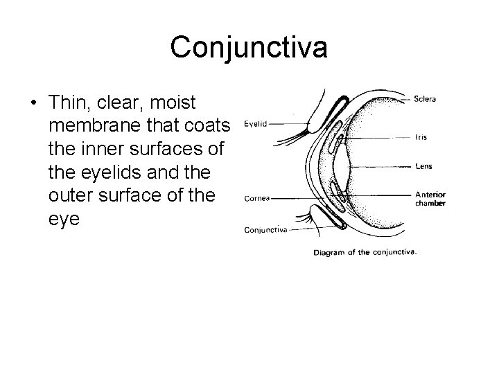 Conjunctiva • Thin, clear, moist membrane that coats the inner surfaces of the eyelids