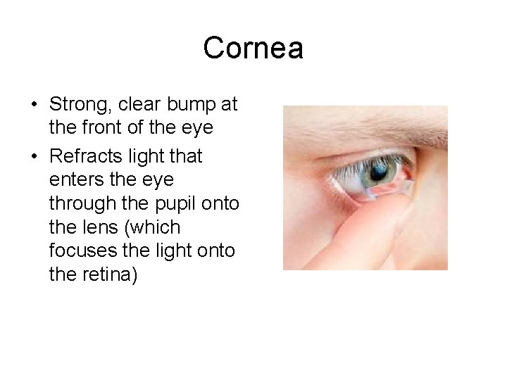 Cornea • Strong, clear bump at the front of the eye • Refracts light