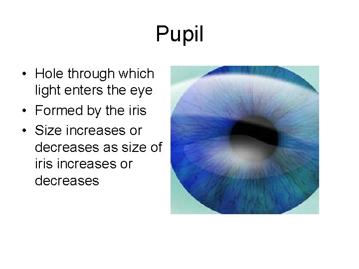 Pupil • Hole through which light enters the eye • Formed by the iris