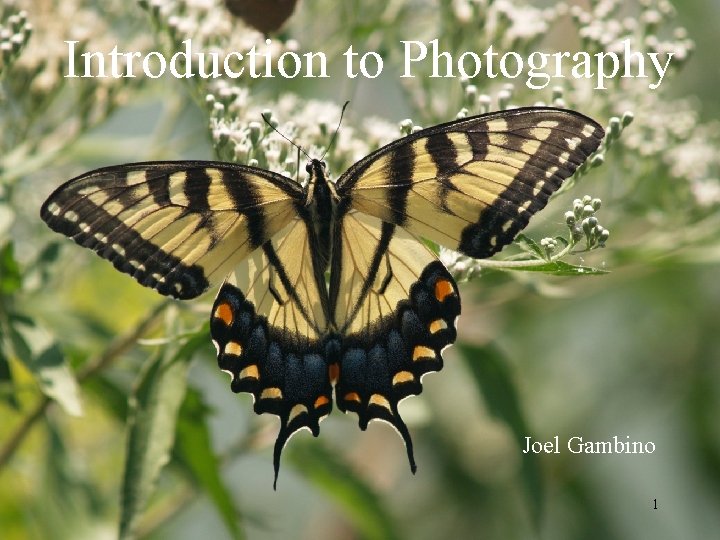 Introduction to Photography Joel Gambino 1 