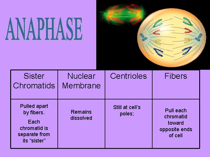 Sister Nuclear Chromatids Membrane Pulled apart by fibers. Each chromatid is separate from its