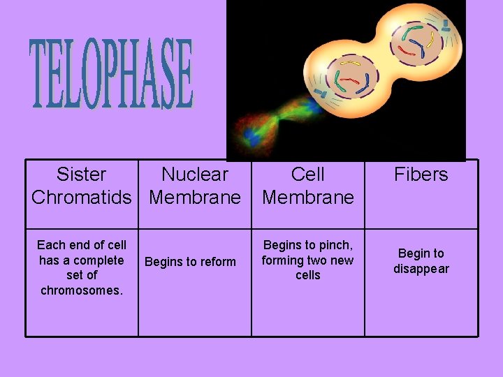 Sister Nuclear Chromatids Membrane Each end of cell has a complete set of chromosomes.