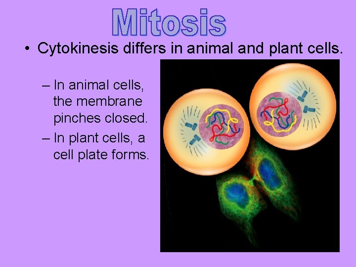  • Cytokinesis differs in animal and plant cells. – In animal cells, the