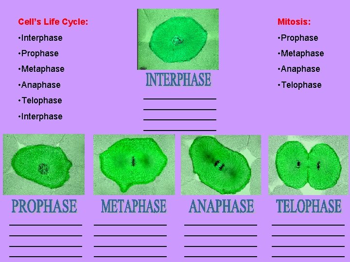 Cell’s Life Cycle: Mitosis: • Interphase • Prophase • Metaphase • Anaphase • Telophase