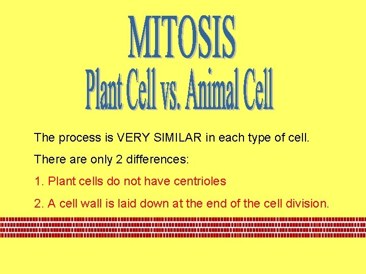 The process is VERY SIMILAR in each type of cell. There are only 2