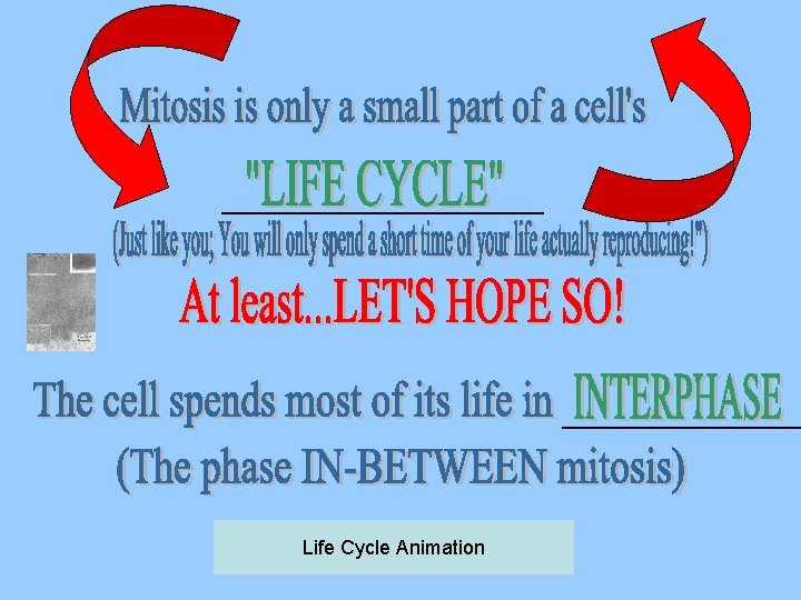 _______________ Life Cycle Animation 