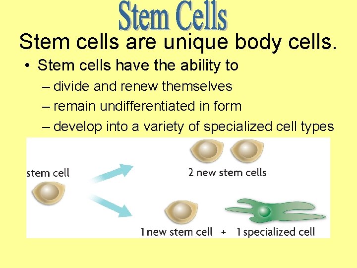 Stem cells are unique body cells. • Stem cells have the ability to –