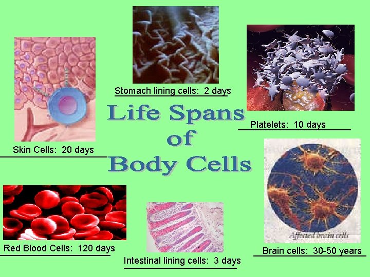 Stomach lining cells: 2 days ___________ Platelets: 10 days ___________ Skin Cells: 20 days