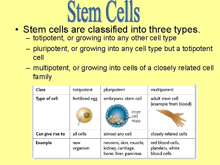  • Stem cells are classified into three types. – totipotent, or growing into