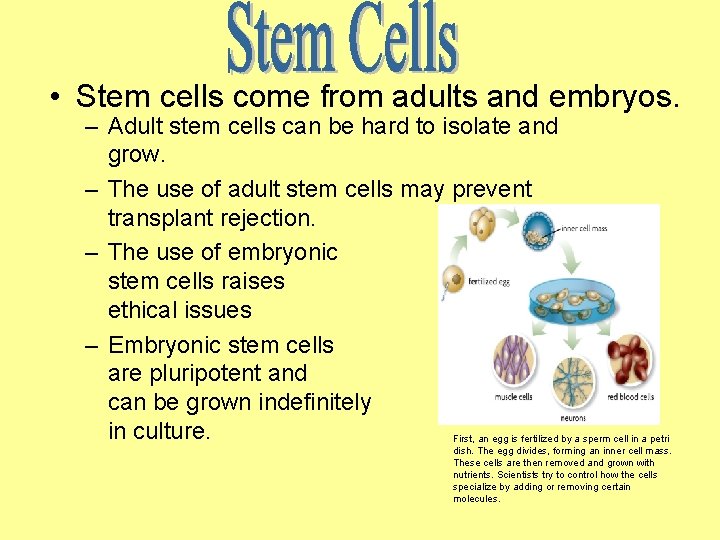  • Stem cells come from adults and embryos. – Adult stem cells can