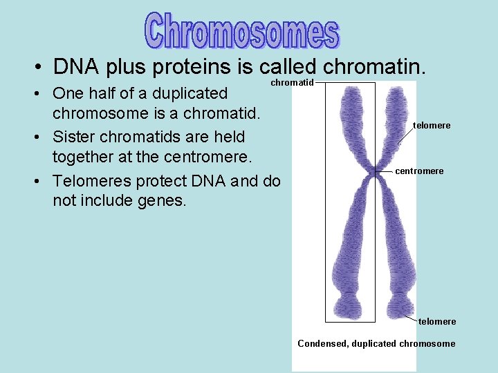  • DNA plus proteins is called chromatin. chromatid • One half of a
