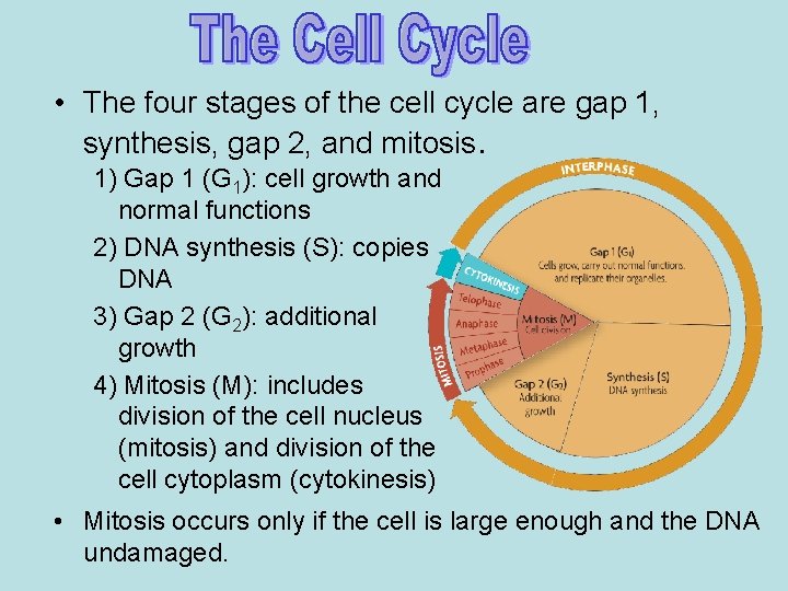  • The four stages of the cell cycle are gap 1, synthesis, gap