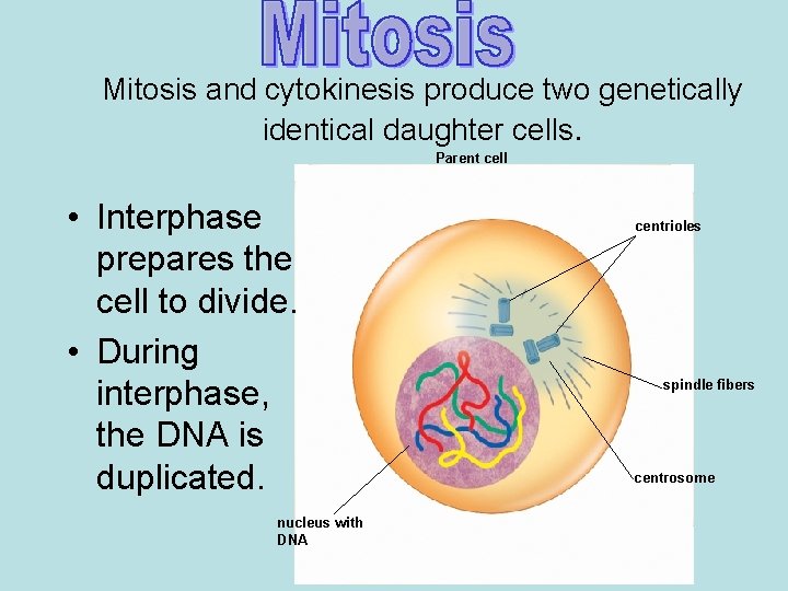 Mitosis and cytokinesis produce two genetically identical daughter cells. Parent cell • Interphase prepares