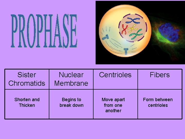 Sister Chromatids Nuclear Membrane Shorten and Thicken Begins to break down Centrioles Move apart