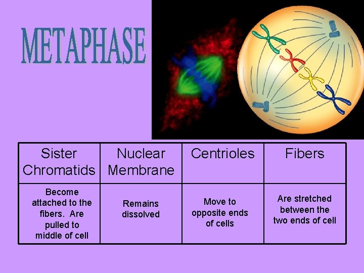 Sister Nuclear Chromatids Membrane Become attached to the fibers. Are pulled to middle of