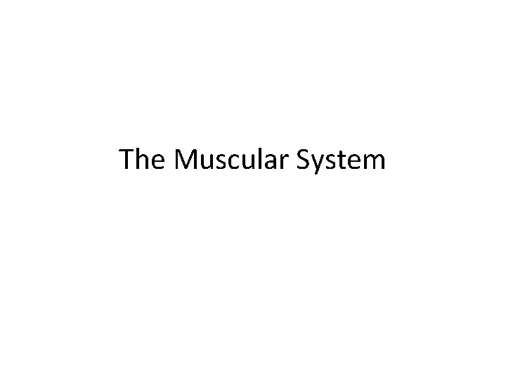 The Muscular System 