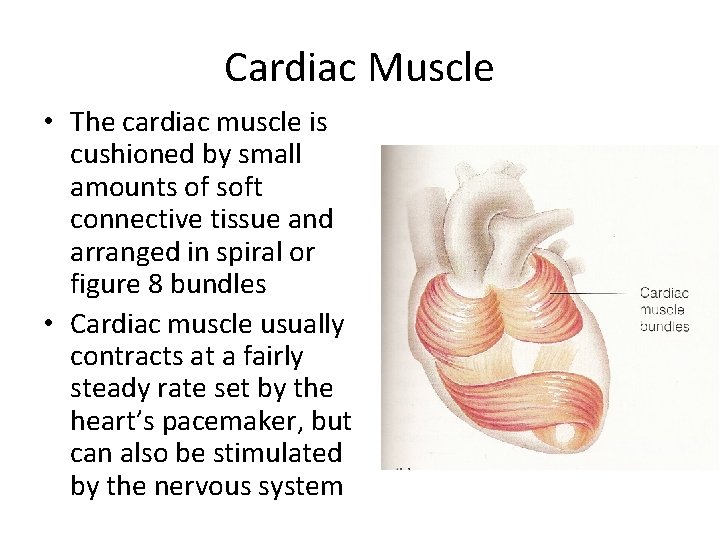 Cardiac Muscle • The cardiac muscle is cushioned by small amounts of soft connective