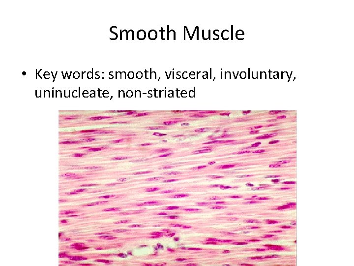Smooth Muscle • Key words: smooth, visceral, involuntary, uninucleate, non-striated 