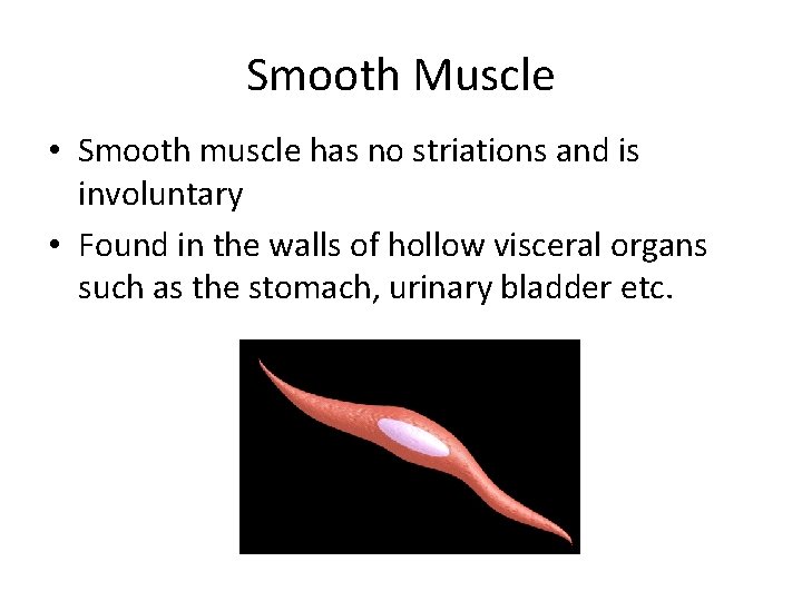 Smooth Muscle • Smooth muscle has no striations and is involuntary • Found in