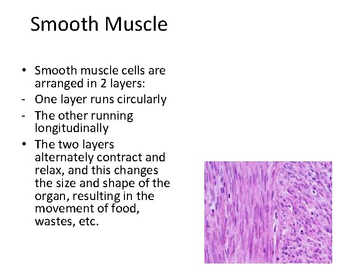 Smooth Muscle • Smooth muscle cells are arranged in 2 layers: - One layer