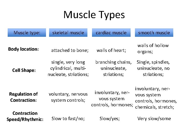 Muscle Types Muscle type: Body location: Cell Shape: Regulation of Contraction: Contraction Speed/Rhythmic: skeletal